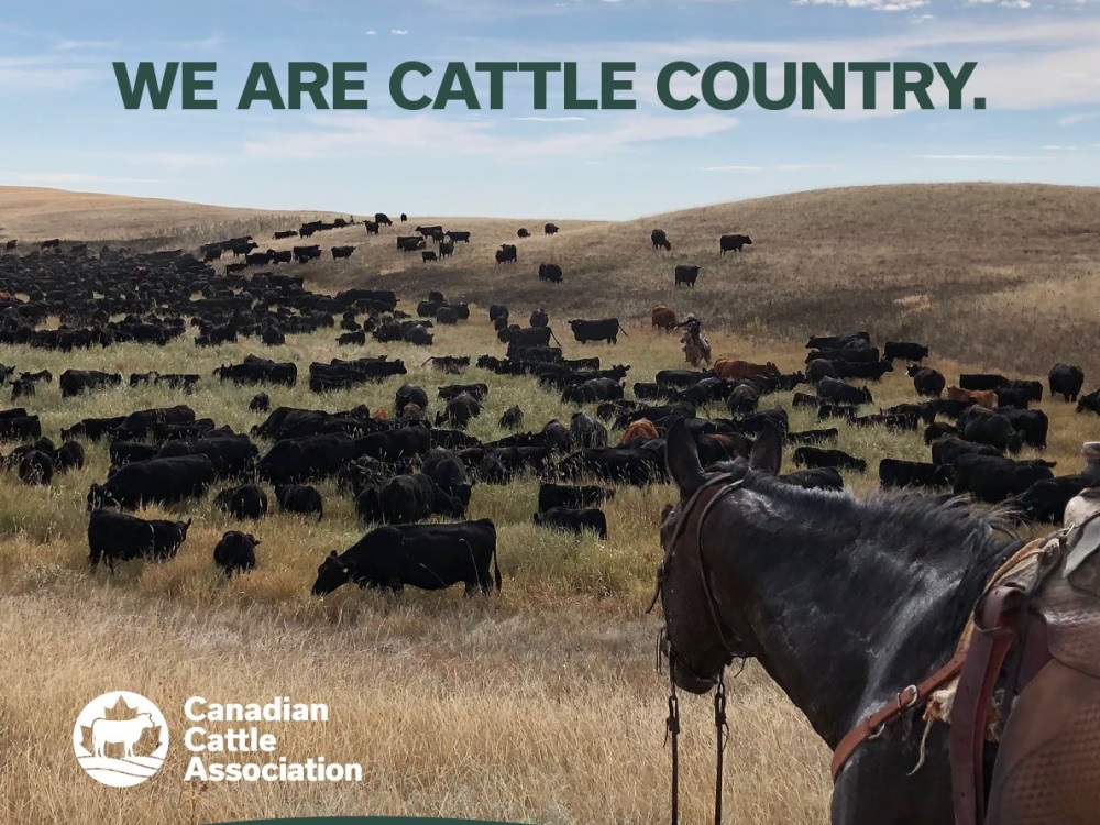CCA rebrands as Canadian Cattle Association - CochraneNow: Cochrane ...